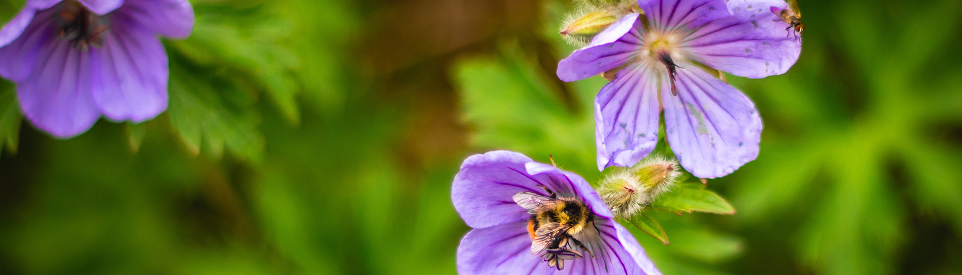 Sibirischer Storchschnabel mit einer Hummel an der Blüte 