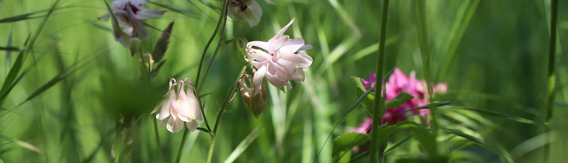 Akelei in der Blumenwiese Nennieinszweidrei