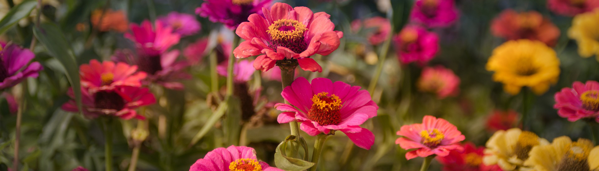 Bunte Zinnien im Garten sorgen für Farbenfrohigkeit