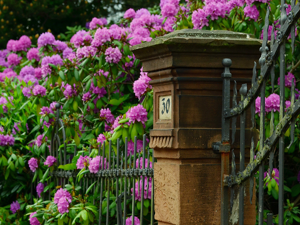 Großer rosa Rhododendron Vorgarten