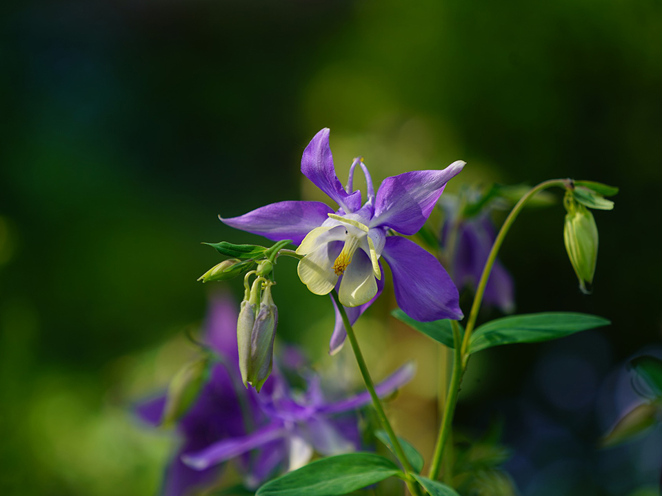 Lilafarbene Akelei für den Garten im Sommer 