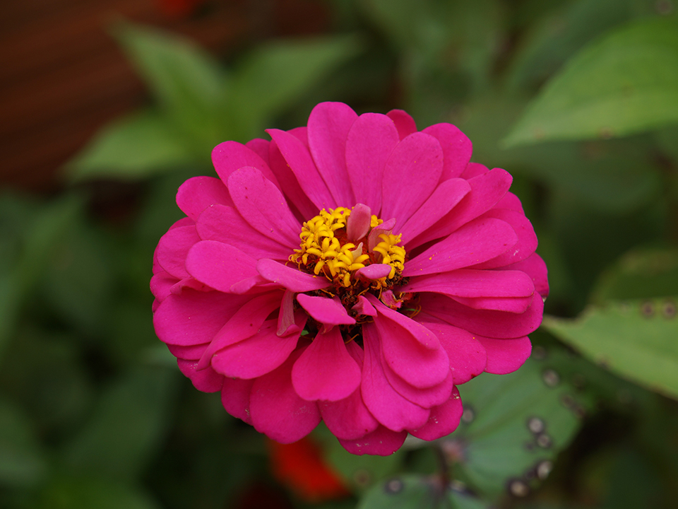 Pinke Zinnie mit einer sehr knalligen Farbe