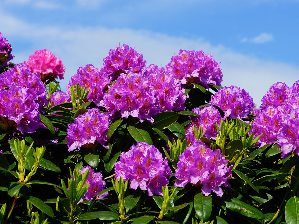 Rhododendron glänzt in der Sonne mit lila-rosa Akzenten