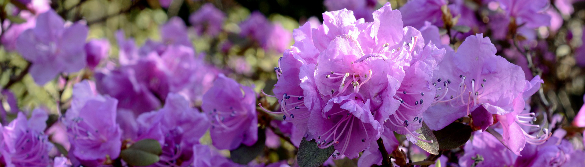 Rosa Rhododendron im Garten 