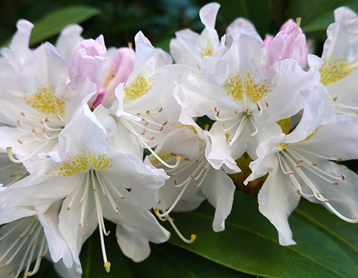 Weißer dezenter Rhododendron