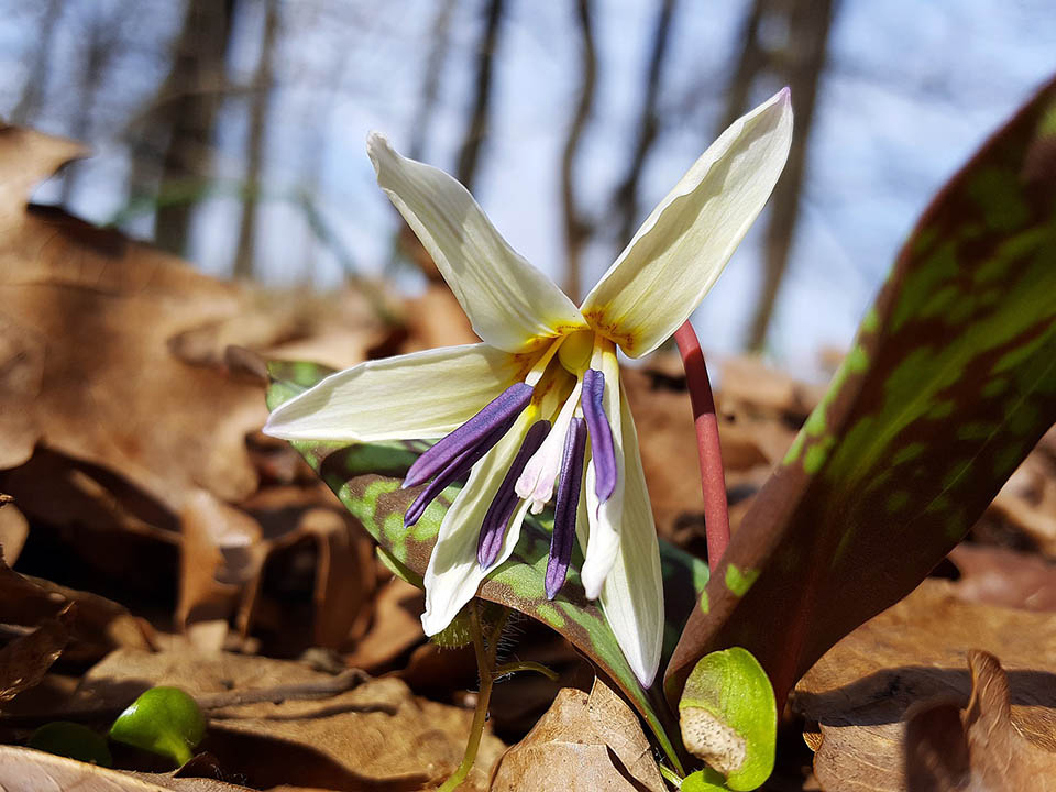 Hundszahnlilie im Wald