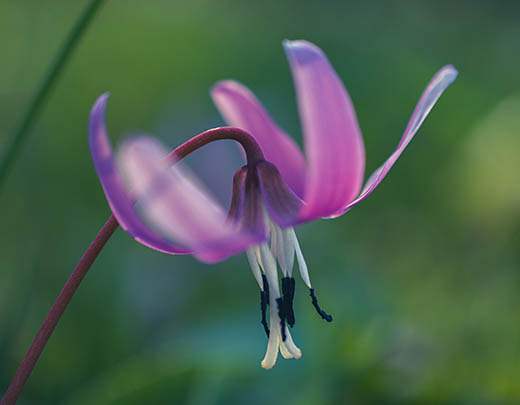 Hundszahnlilie mit lila Blüten