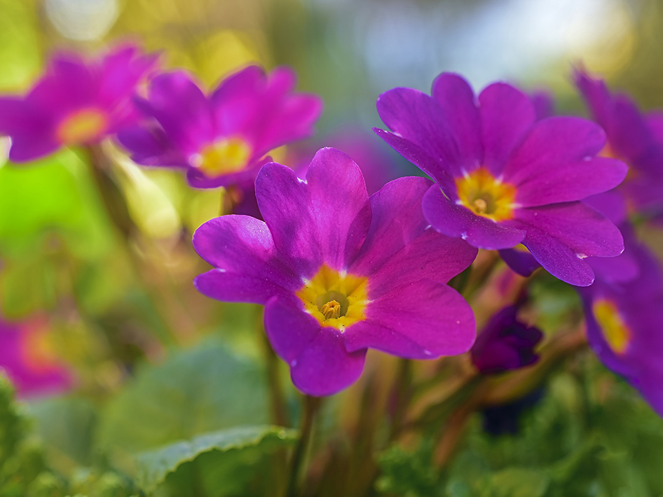 Kissenprimel in leuchtender Farbe