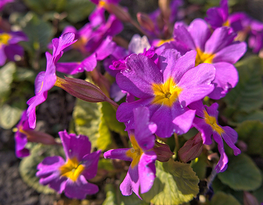 Kissenprimmeln lassen den Garten leuchten