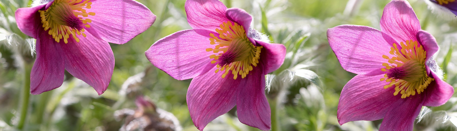 Küchenschellen sorgen für einen leuchtenden Garten im März