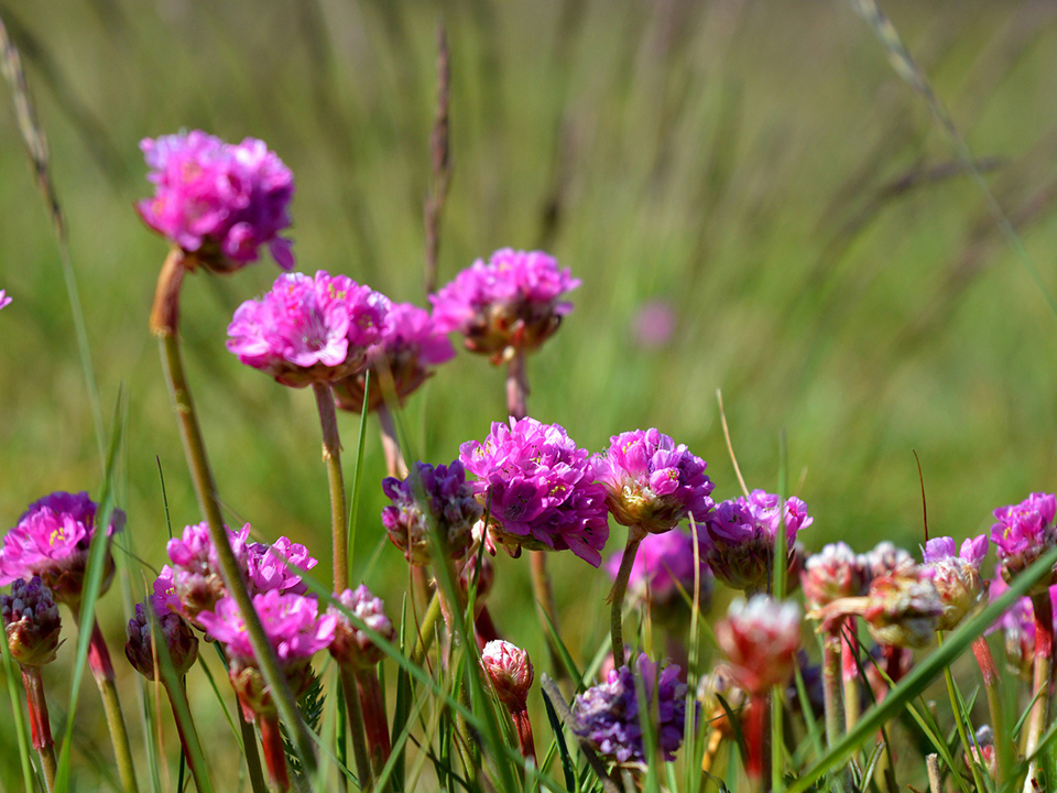 Blühende Grasnelken auf einer Wiese im Garten