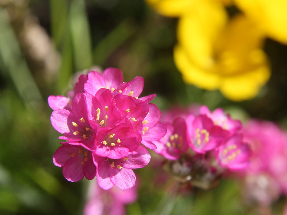 Blühende rosa Grasnelke im Garten
