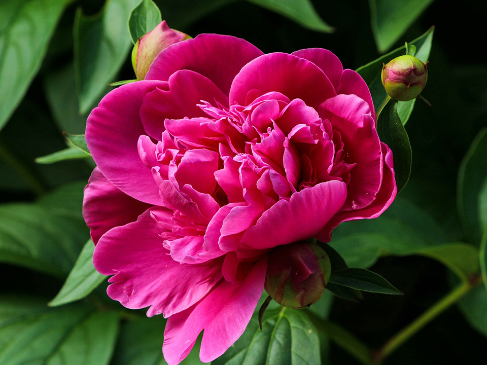 Pink duftende Pfingstrose für den Garten