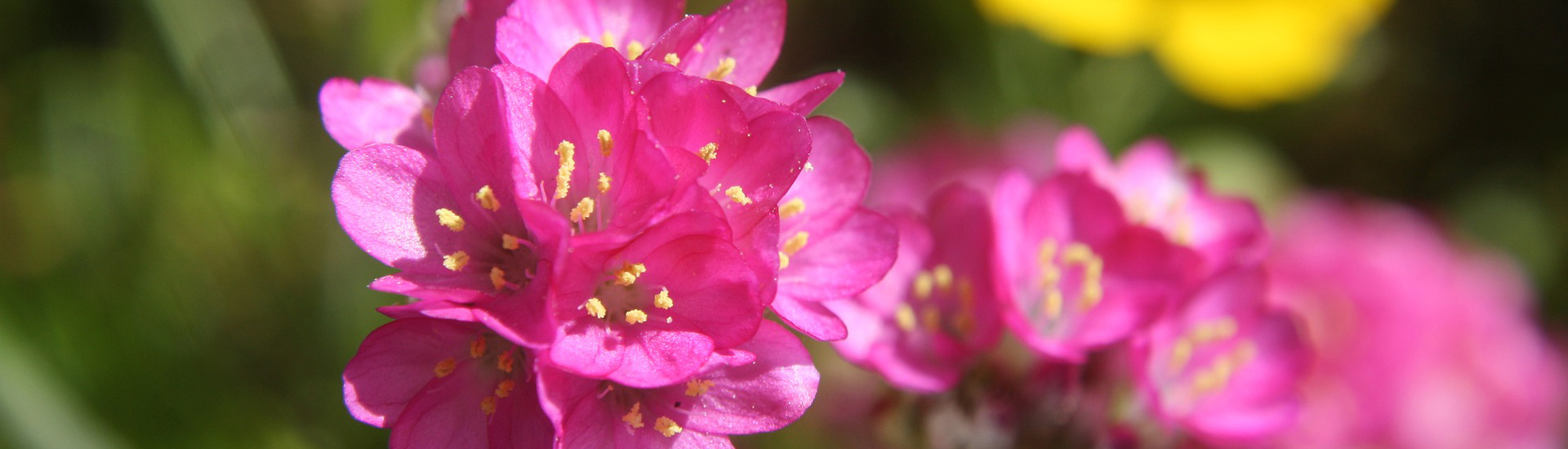 Pinke Grasnelke im Garten sorgt für auffallende Schönheit 