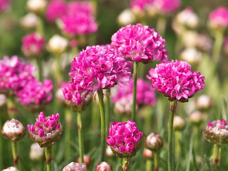 Pinke Grasnelken leuchten mit ihrer knalligen Farbe