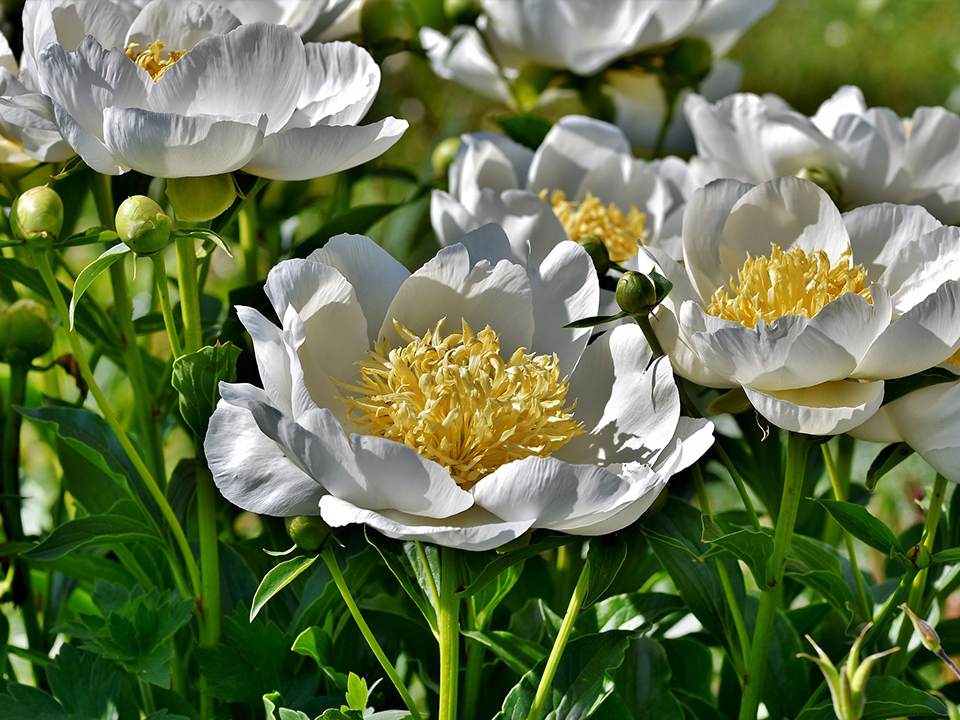 Weiße Pfingstrose für den Garten