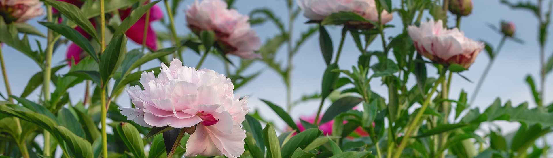 Zarte Pfingstrosen für einen naturnahen Garten verwenden