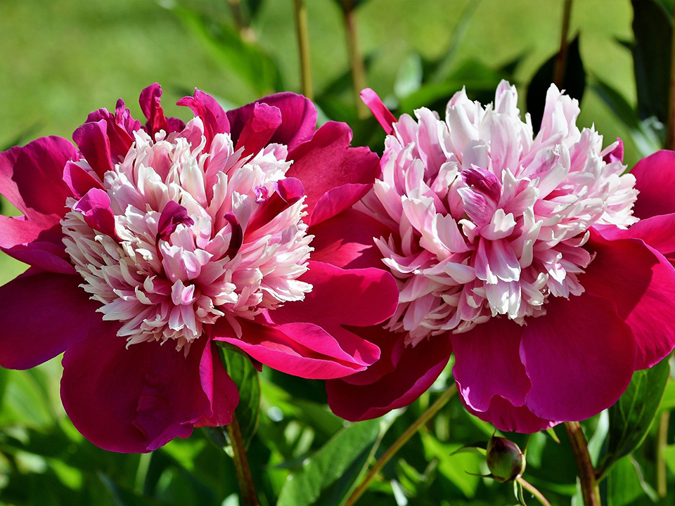 Zwei Pfingstrosen mit rosa und pinken Blüten für den Duft- und Rosengarten