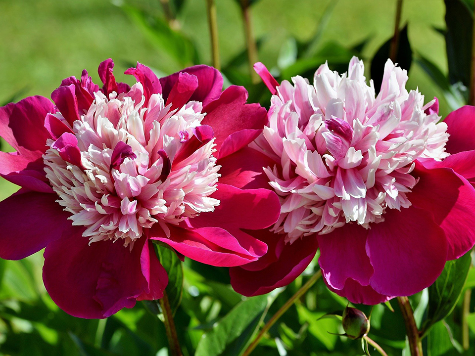 Zwei Pfingstrosen mit pink- und rosafarbene Blütenblätter