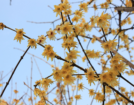 Chinesische Winterblüte lässt den garten im Winter strahlen