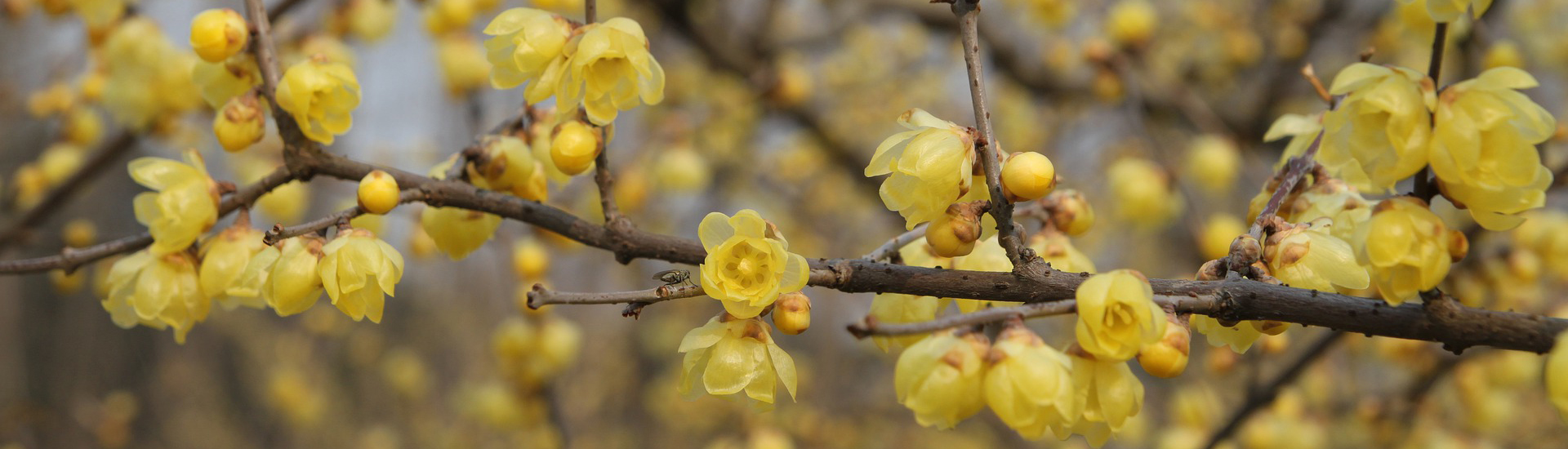 Chinesische Winterblüte strahlt ein zartes Gelb im Winter aus