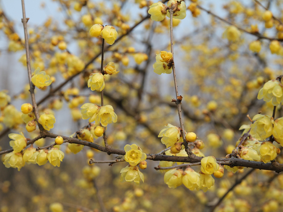 Chinesische Winterblüte strahlt ein zartes Gelb im Winter aus
