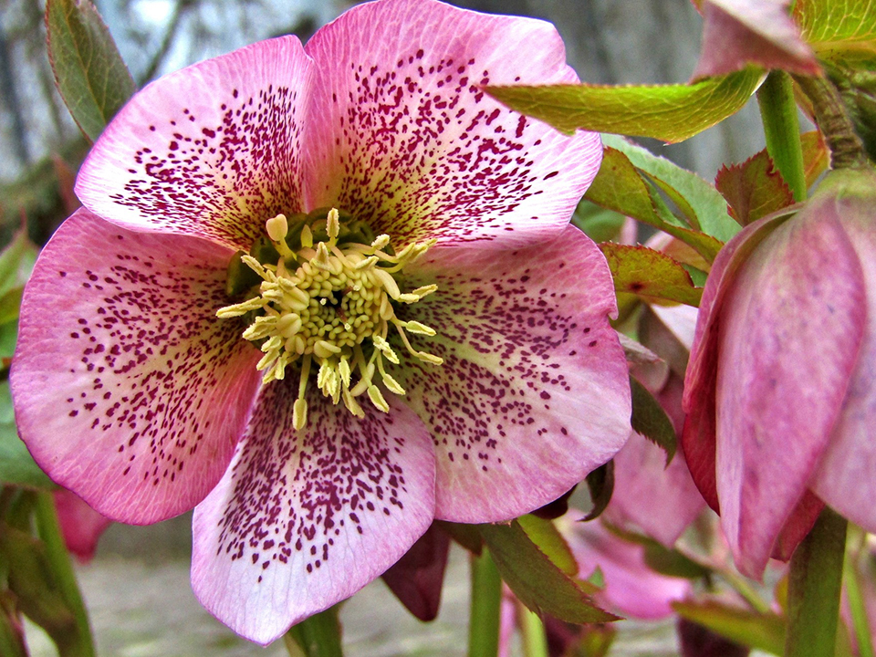 Rosa Christrose mit pinken Punkten schenkt dem Winter-Garten Farbe