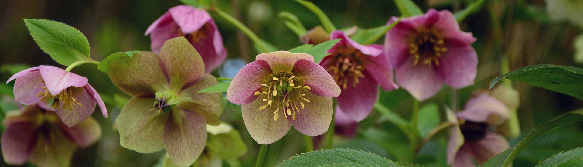 Rosa-grüne Christrosen für den Garten im Winter