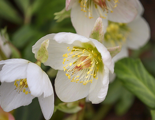 Weiße Christrose ähnelt dem Schnee im Winter-Garten