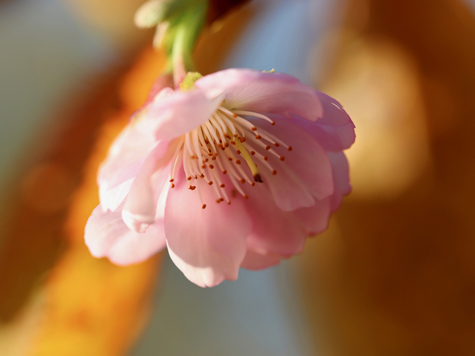 Winterkirsche blüht in rosa