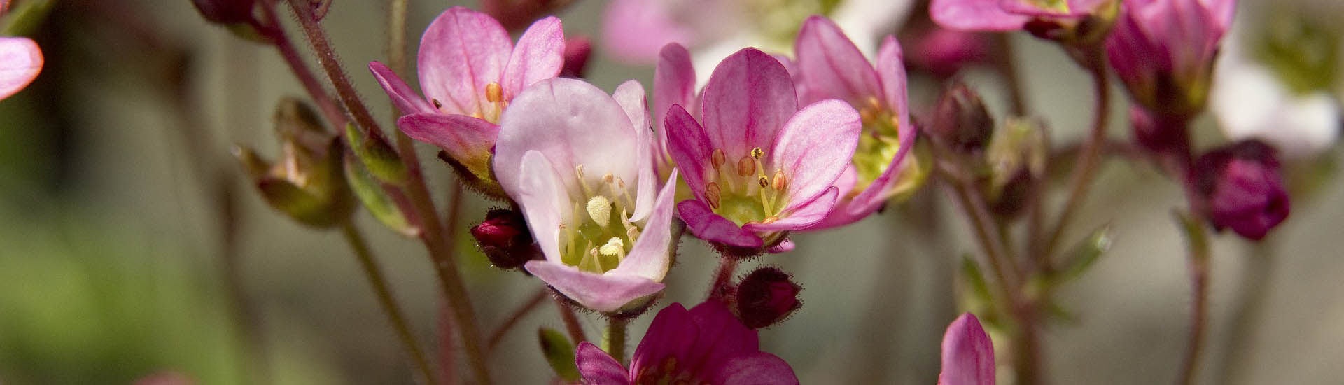 Dezent rosafarbige Herbst-Steichbrech für den Garten