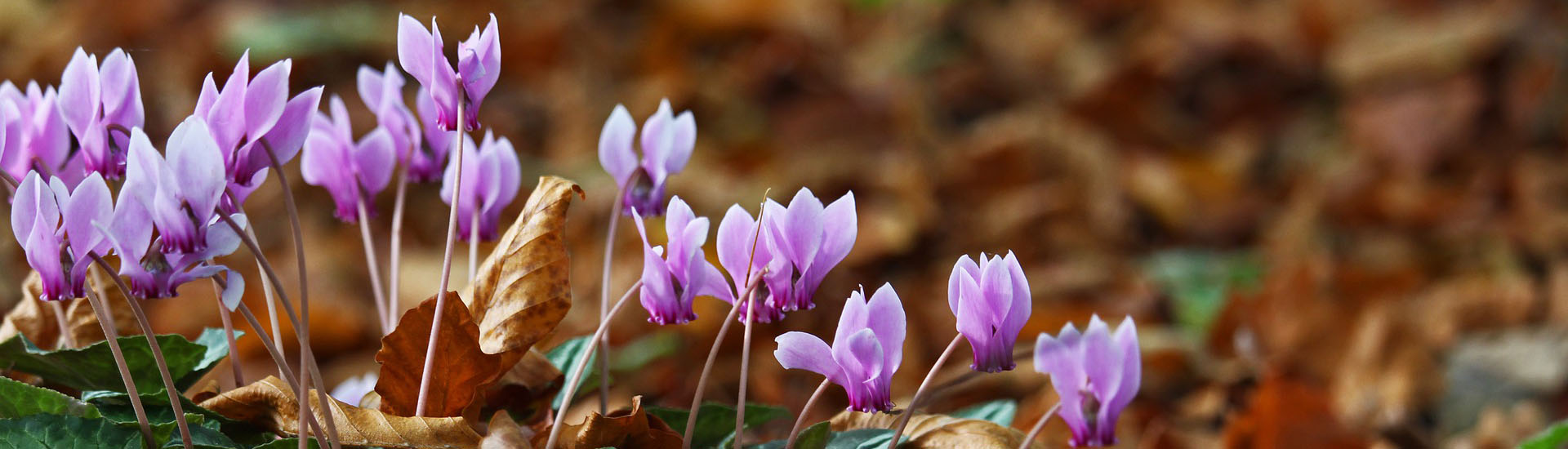 Herbst Alpenveilchen blühen in mitten von Laub