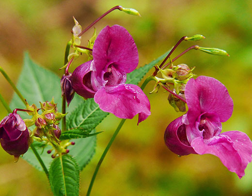 Knallige Farbe des Springkrauts für den Garten