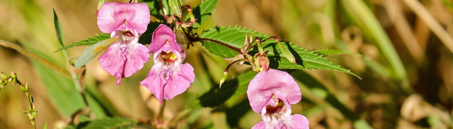 Rosa Springkraut im Garten für einen bunten Herbst 