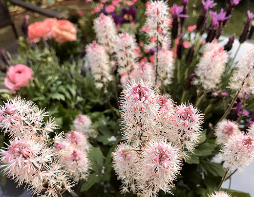 Rosafarbene Silberkerze für den Garten 