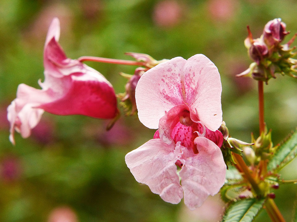 Zart rosa farbenes Springkaut im Herbst-Garten