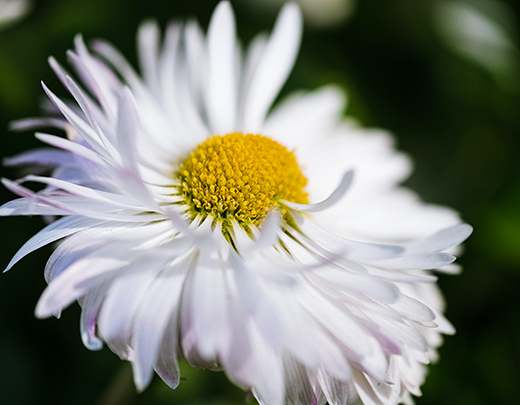 Creme-weiße Margerite für den Garten