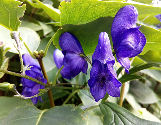 Eisenhut im Garten für einen bunten Herbst