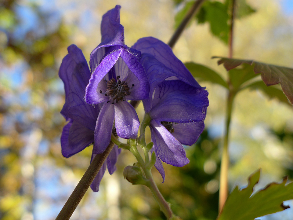 Eisenhut im Garten für einen bunten Herbst