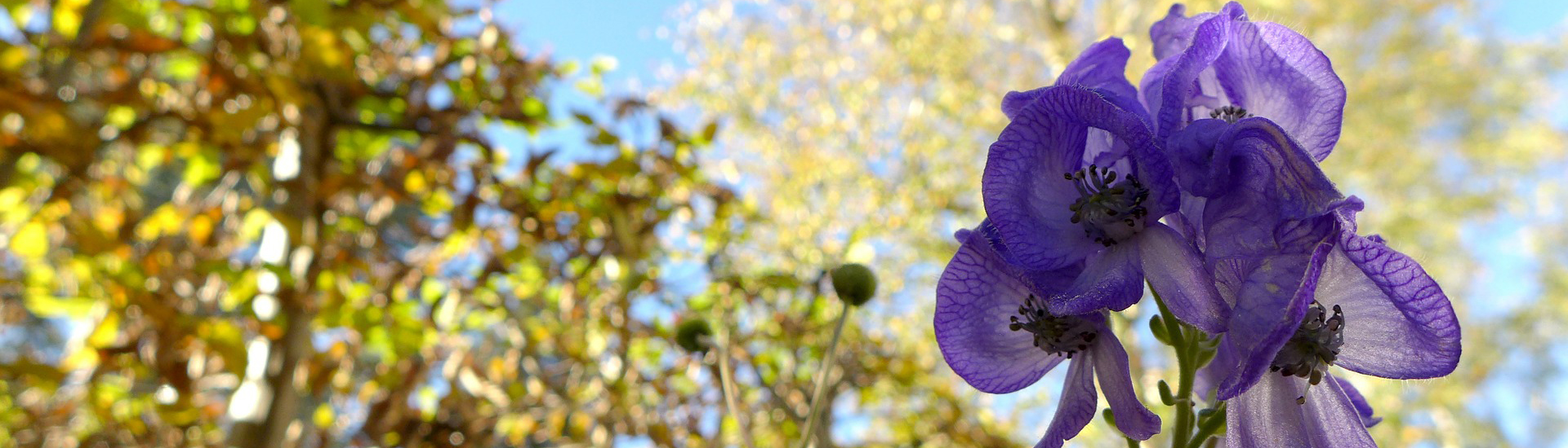 Eisenhut im Garten für mehr Farben