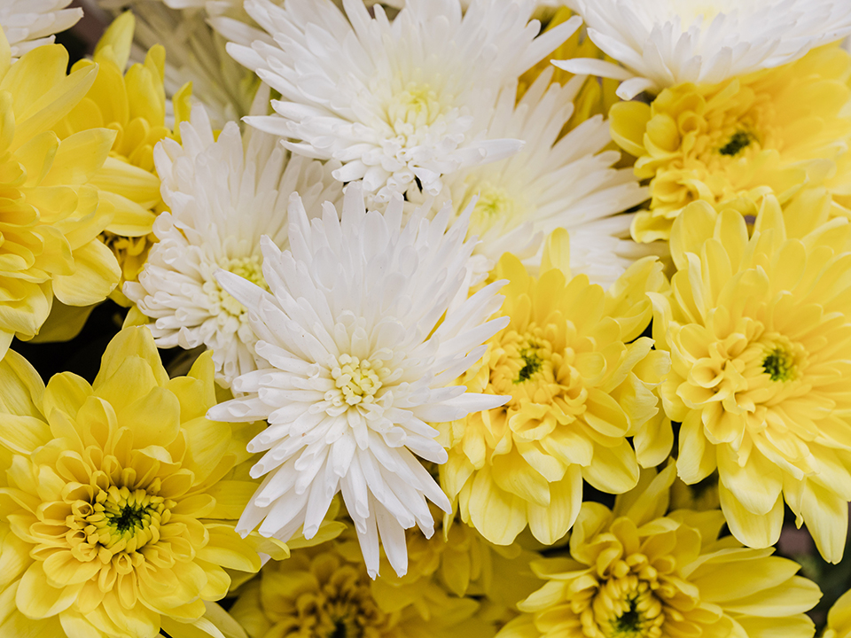 Gelbe- und weiße Chrysantheme im Garten