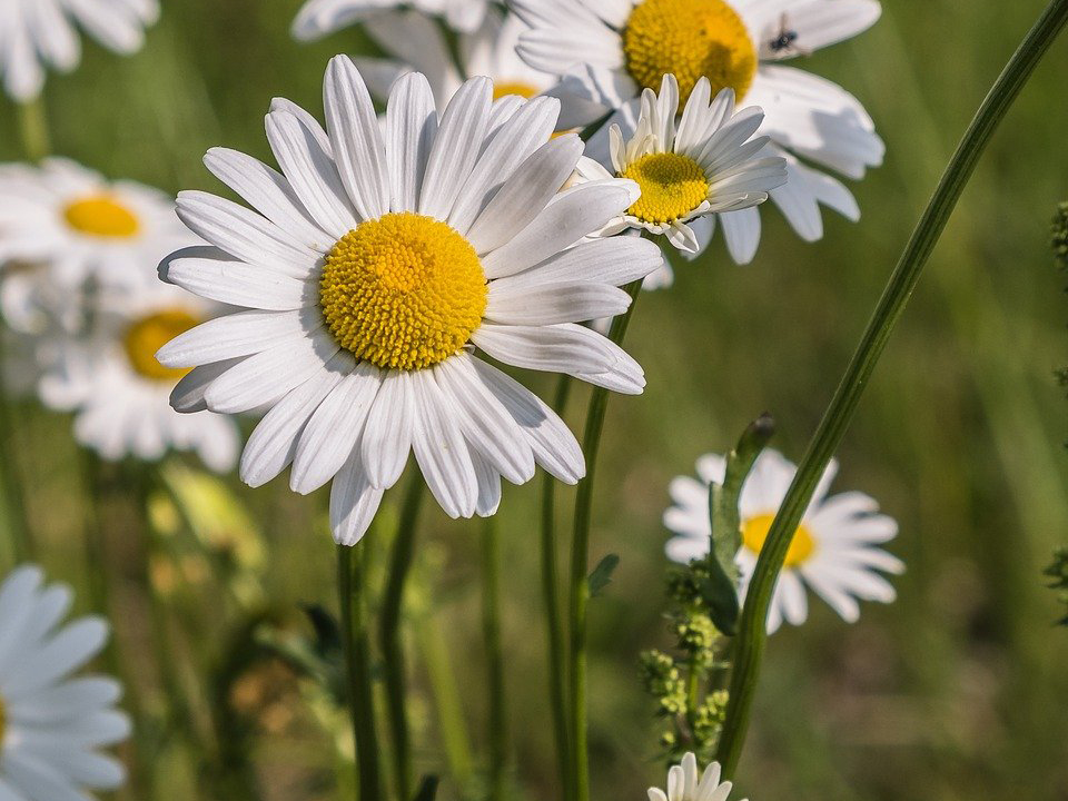 Grönland-Margerite mit creme-weißen Blüten