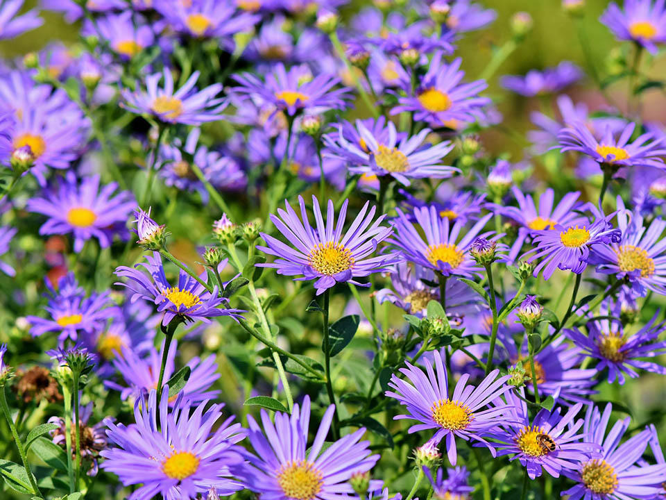 Prärie-Aster bietet leuchtende Farben im Herbst im Garten