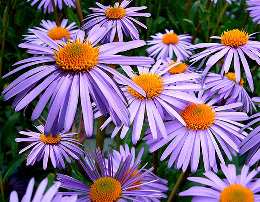 Prärie-Aster mit prachtvollen lilafarbigen Blüten