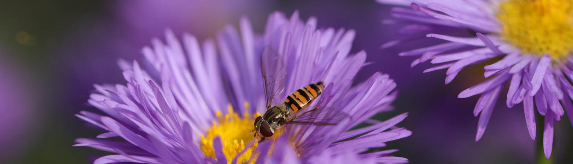 Prärie-Astern schenken wertvolle Nahrung für Insekten