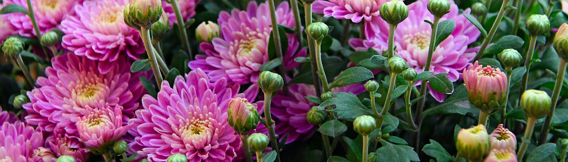 Rosa Chrysantheme mit offenen und geschlossenen Blüten