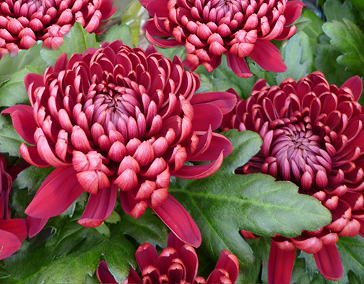 Rote Chrysantheme für den Garten