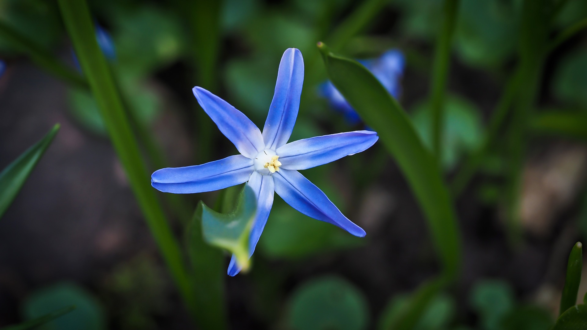 Blaustern blüht im Garten ab Februar