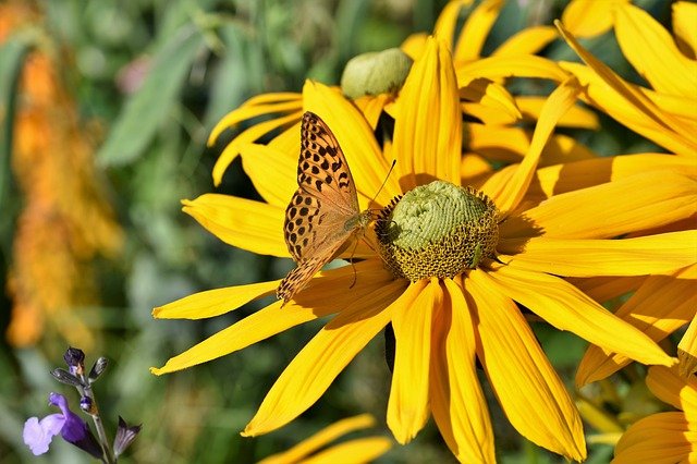 Gelber Sonnenhut blüht im August