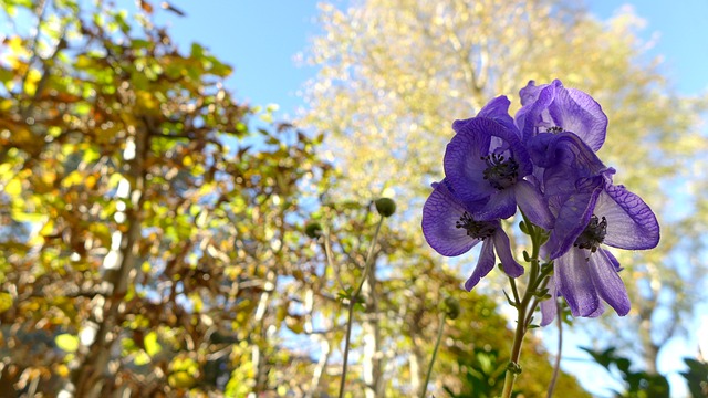 Der Herbst-Eisenhut blüht im September